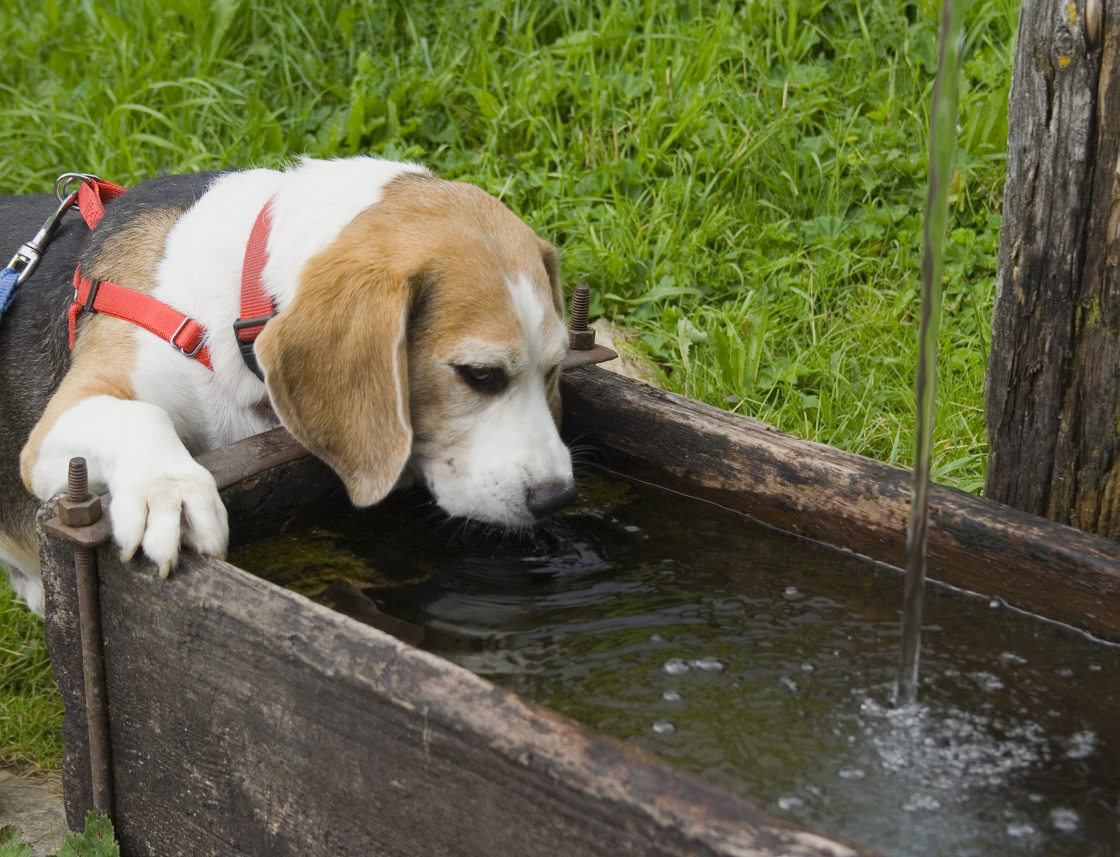 Сколько пьют щенки. Собака пьет воду. Жажда у животных. Собака лакает. Жажда у собаки.